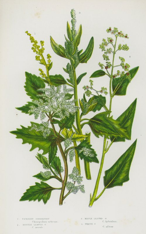 英国的开花植物：直立鹅掌、荨麻叶鹅掌、枫叶鹅掌、白鹅掌（彩色石版画） 作者 英语学校