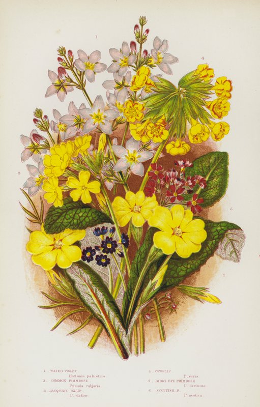 英国的开花植物：水紫罗兰、普通报春花、Jacquins Oxlip、Cowslip、鸟眼报春花、苏格兰报春花（彩色石版画） 作者 英语学校