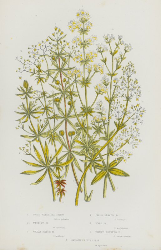 英国的开花植物：白水床-稻草、直立床-稻草、大树篱床-稻草、交叉叶床-稻草、壁床-稻草、疣状果床-稻草、光滑果床-稻草（彩色石版画） 作者 英语学校