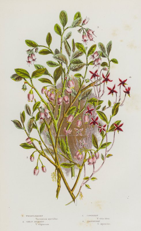 Flowering Plants of Great Britain: Whortleberry, Great Bilberry, Cowberry, Cranberry (colour litho) 作者 英语学校