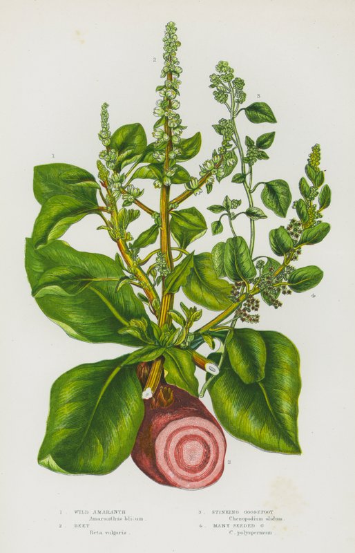 Flowering Plants of Great Britain: Wild Amaranth, Beet, Stinking Goosefoot, Many Seeded Goosefoot (colour litho) 作者 英语学校
