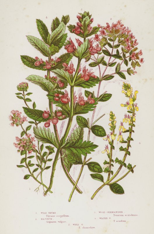 Flowering Plants of Great Britain: Wild Thyme, Majorum, Wood Germander, Water Germander, Wall Germander (colour litho) 作者 英语学校
