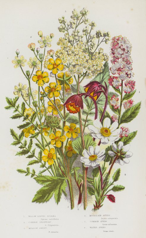 Flowering Plants of Great Britain: Willow Leaved Spiraea, Common Dropwort, Meadow Sweet, Mountain Avens, Common Avens, Water Avens (colour litho) 作者 英语学校