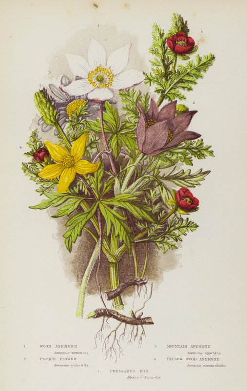 英国的开花植物：木海葵、白头翁花、山葵、白头翁花、黄木海葵、野鸡眼（彩色石版画） 作者 英语学校