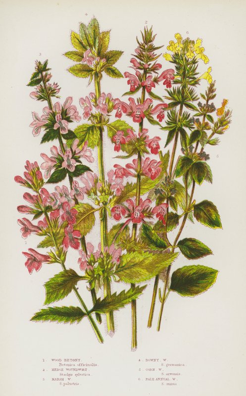 Flowering Plants of Great Britain: Wood Betony, Hedge Woundwort, Marsh Woundwort, Downy Woundwort, Corn Woundwort, Pale Annual Woundwort (colour litho) 作者 英语学校