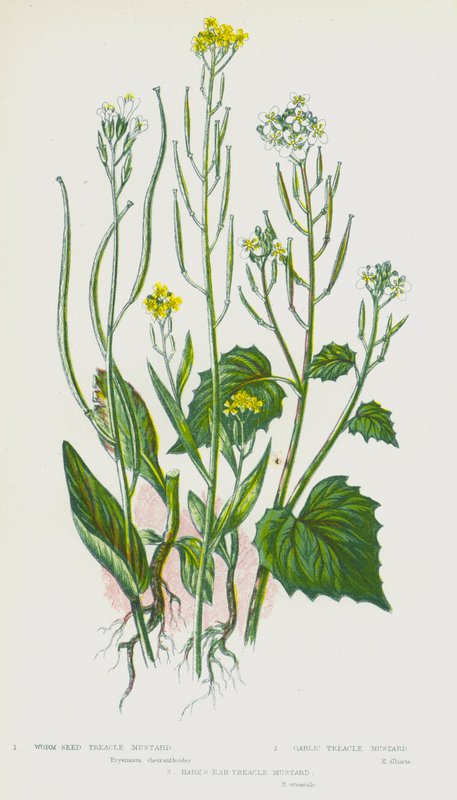 英国的开花植物：蠕虫种子糖浆芥末、大蒜糖浆芥末、野兔耳糖浆芥末（彩色石版画） 作者 英语学校