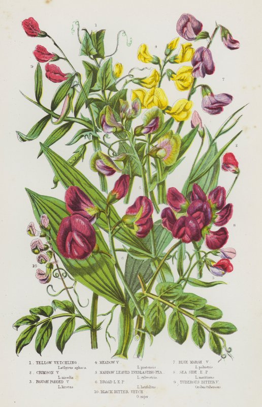 大不列颠的开花植物：黄薇菜、深红薇菜、粗荚薇菜、草甸薇菜、窄叶长生豌豆、宽叶长生豌豆、黑苦薇、蓝色沼泽薇菜、海侧长生豌豆、块茎位 作者 英语学校