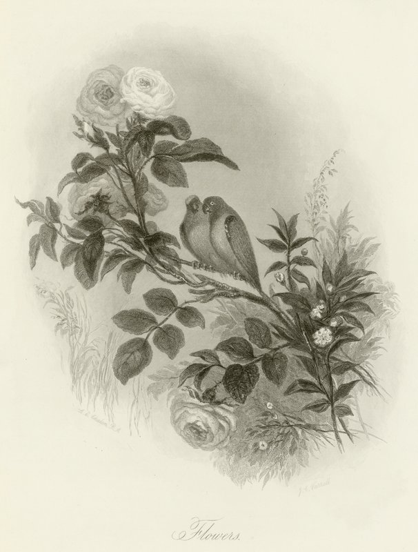 花卉 作者 英语学校