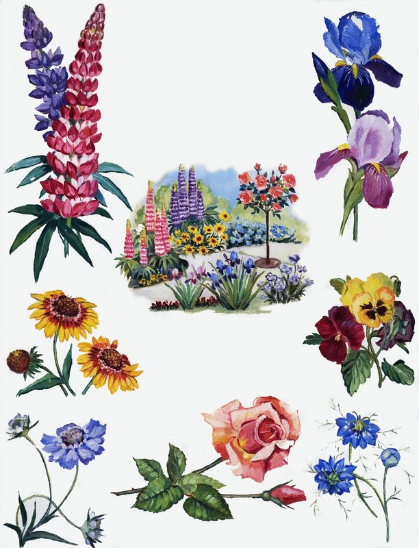 花卉 作者 英语学校