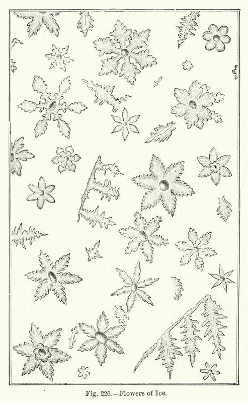 冰之花（雕刻 作者 英语学校