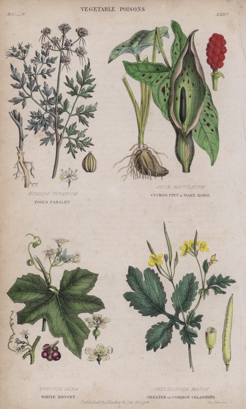 傻瓜欧芹；杜鹃品脱或苏醒罗宾；白扁豆；大白屈菜或普通白屈菜 作者 英语学校