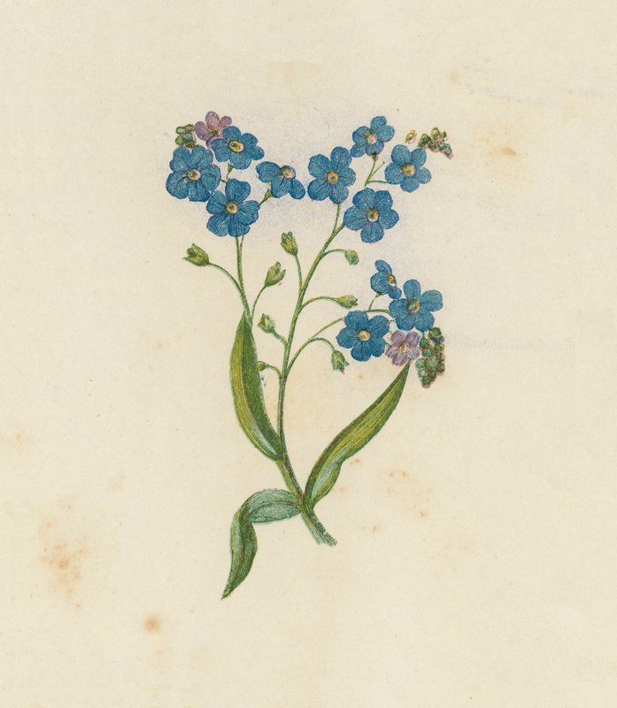 勿忘我，勿忘草（Myosotis Palustris）（彩色光刻） 作者 英语学校