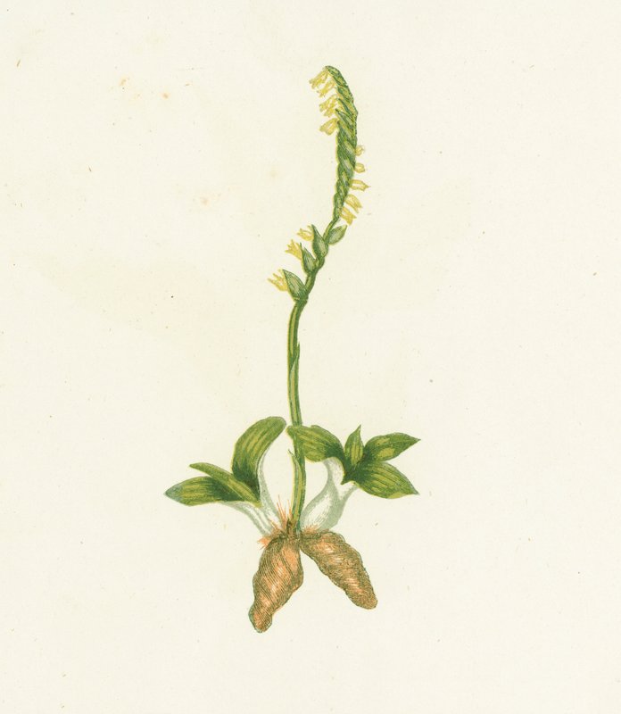Fragrant Ladys Tresses，Neottia Spiralis 作者 英语学校