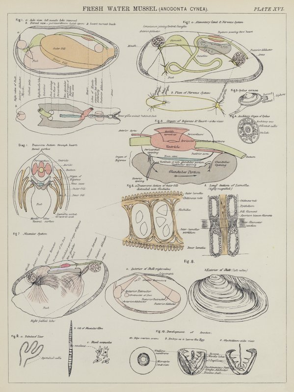 淡水贻贝 Anodonta Cynea（彩色石版画） 作者 英语学校