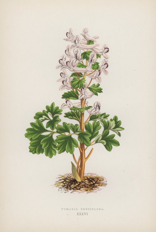 Fumaria Densiflora（彩色石版画） 作者 英语学校