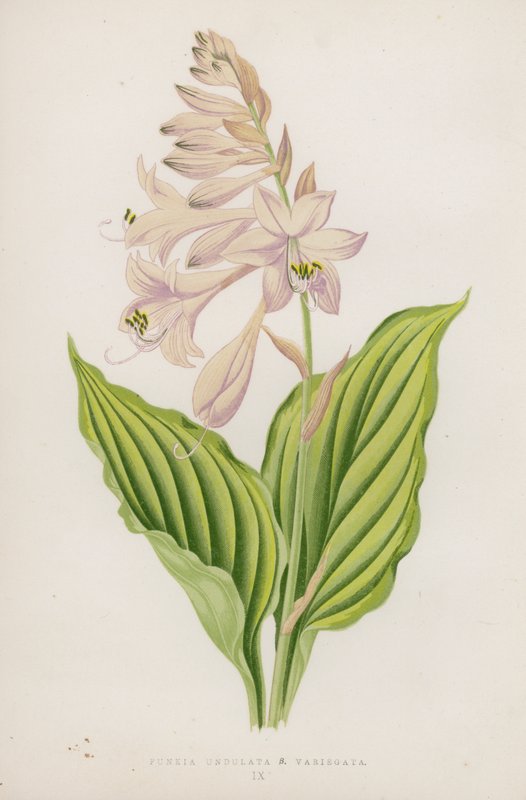 Funkia Undulata; B Variegata（彩色石版画） 作者 英语学校
