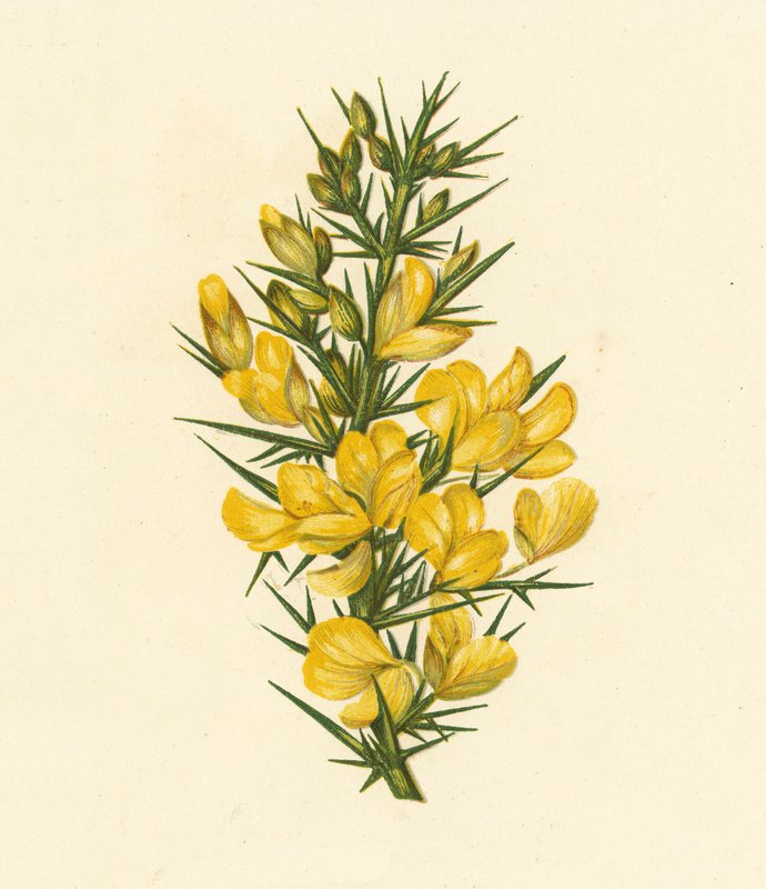 Furze, Ulex Europaeus（彩色石版画） 作者 英语学校