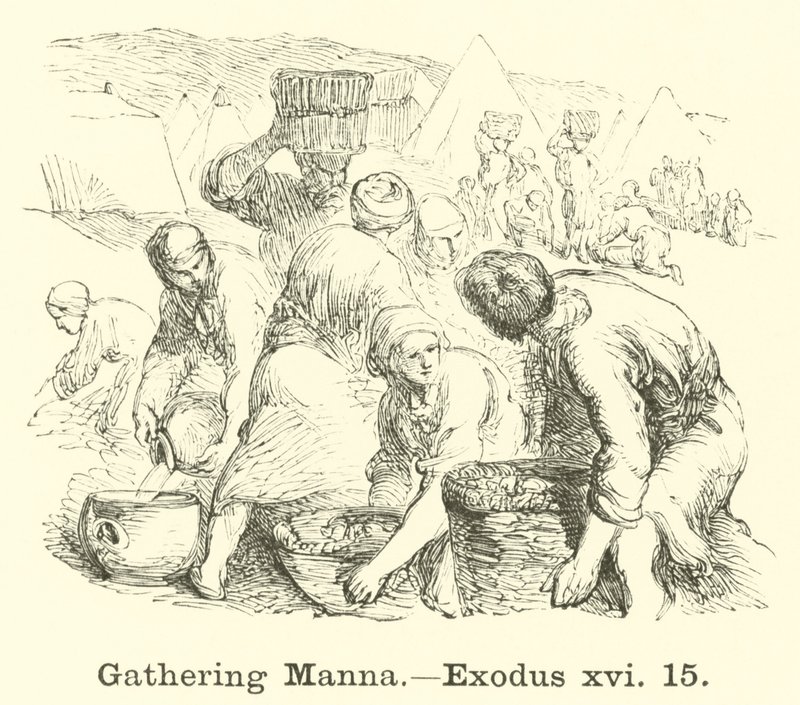 收集Manna，Exodus，xvi，15 作者 英语学校