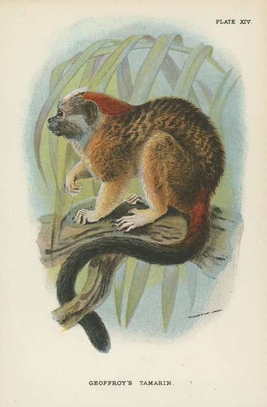 Geoffroys Tamarin 作者 英语学校