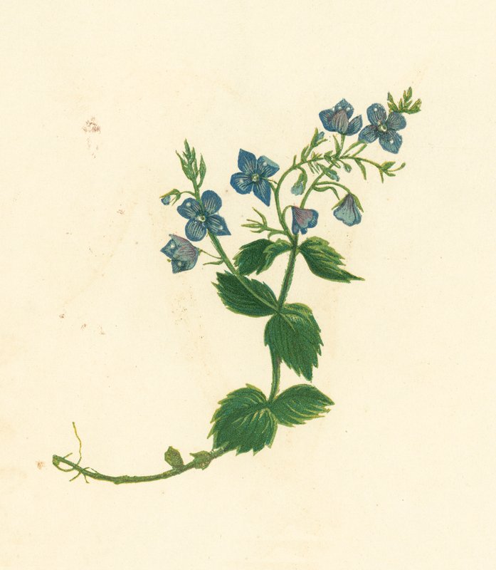 露蜂房，Veronica Chamaedrys（彩色石版画） 作者 英语学校