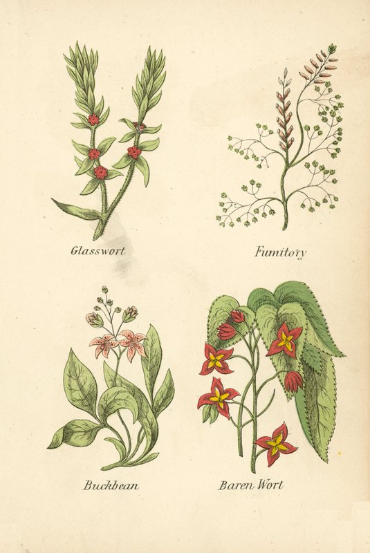 玻璃草、烟草、荞麦、巴仁麦芽汁（彩色石版画） 作者 英语学校