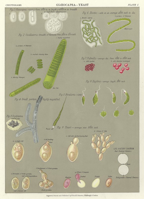 Gloeocapsa，Yeast 作者 英语学校