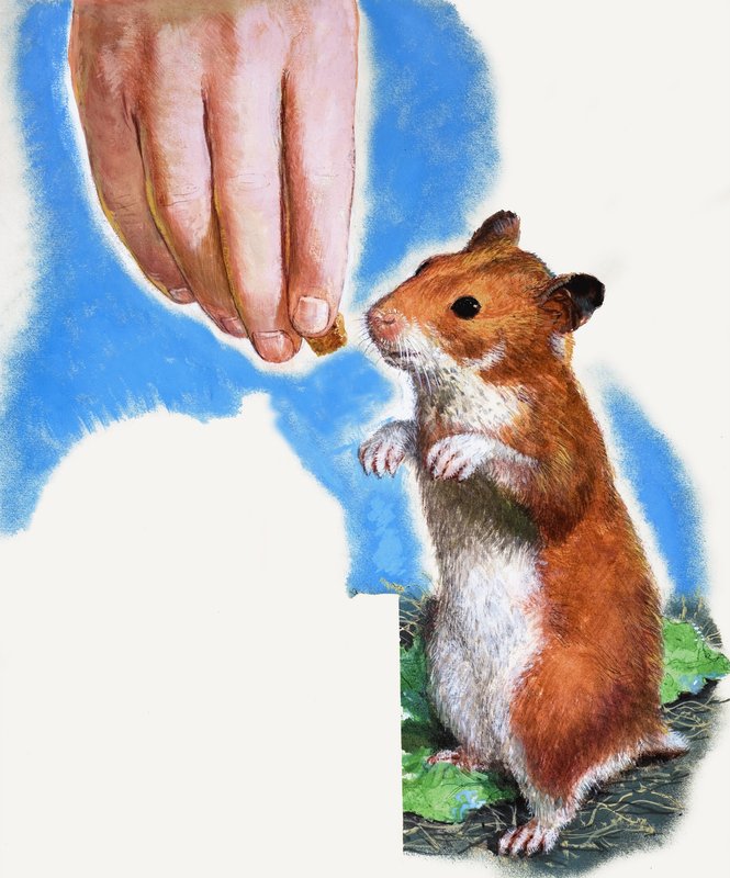 金仓鼠 作者 英语学校