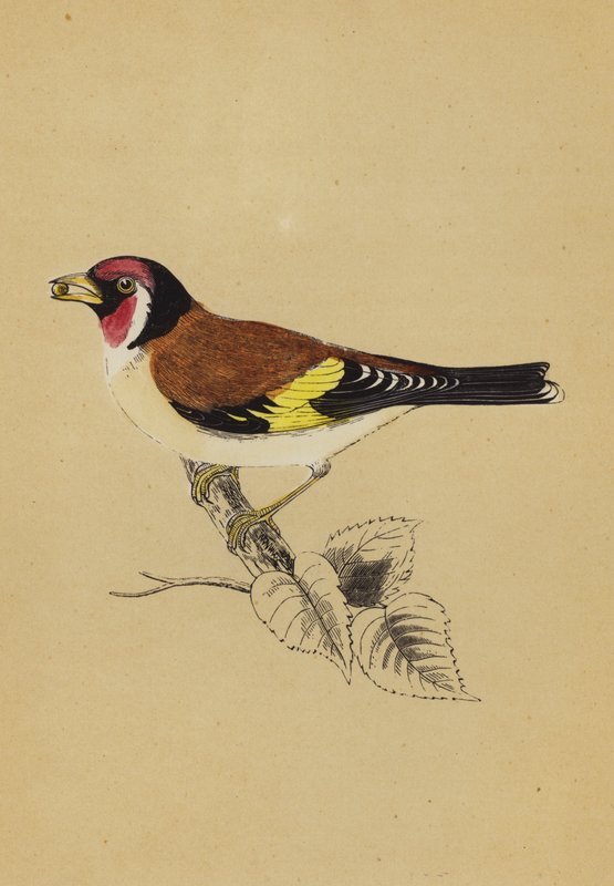Goldfinch (colour litho) 作者 英语学校