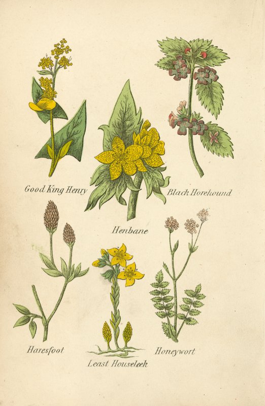 好亨利王、Henbane、Black Horehound、Haresfoot、Least Houseleek、Honeywort（彩色石版）。 作者 英语学校