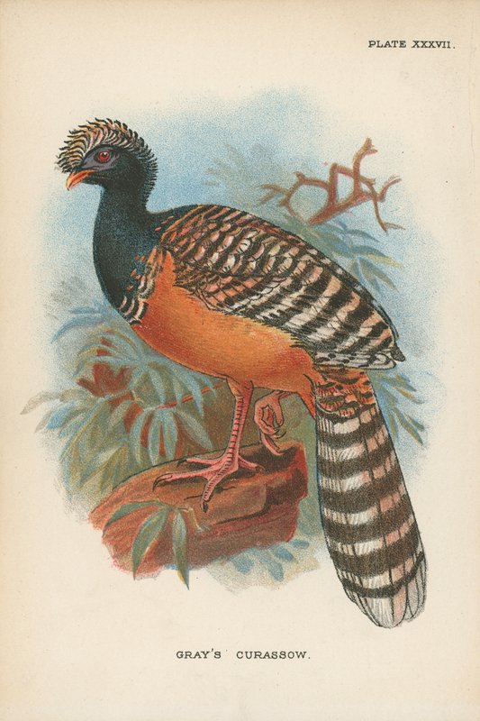 格雷的Curassow 作者 英语学校
