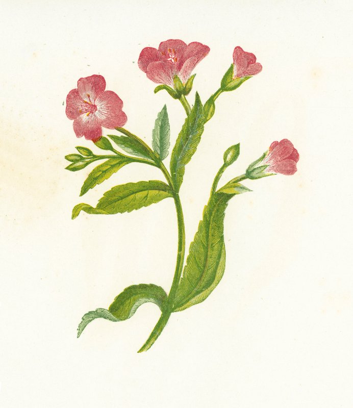大毛柳草，柳叶菜属 作者 英语学校