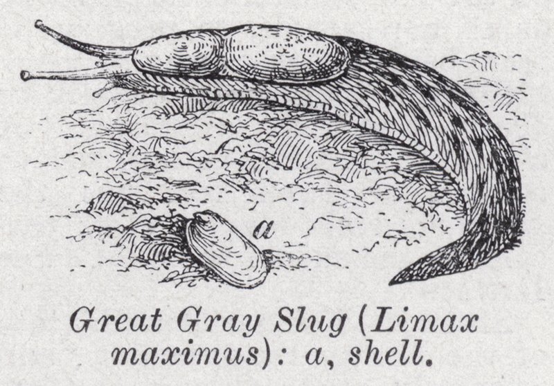 大灰蛞蝓（Limax maximus）(litho) 作者 英语学校