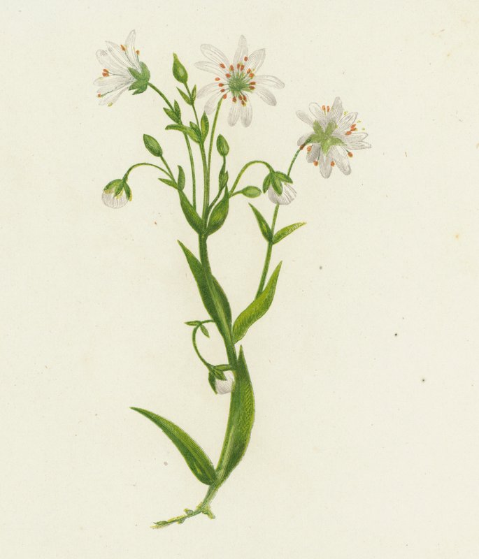 大针茅，Stellaria Holostea（彩色石版画） 作者 英语学校