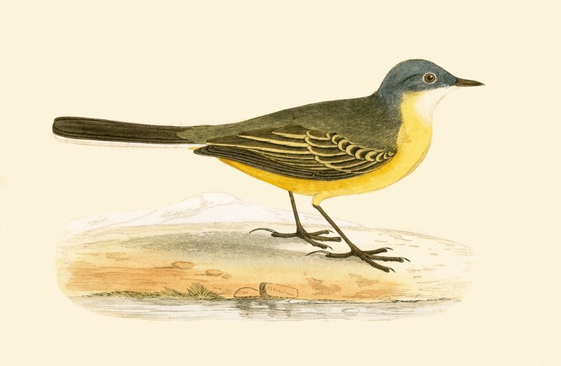 Grey Headed Yellow Wagtail，插图来自&39;不列颠群岛未观察到的欧洲鸟类历史&39;，作者Charles Robert Bree（1811-86），1867年出版 作者 英语学校