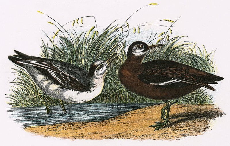 灰色Phalarope 作者 英语学校