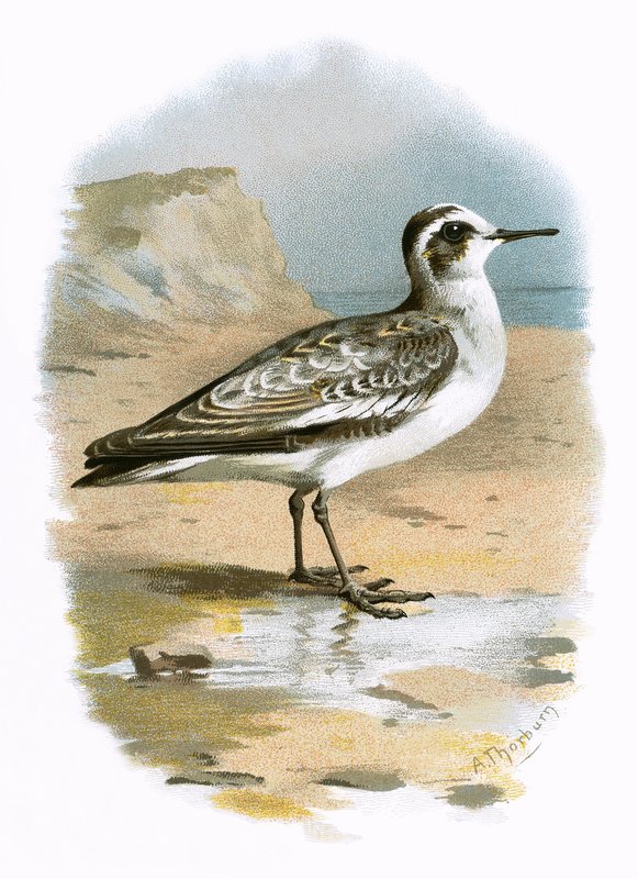 灰色Phalarope 作者 英语学校