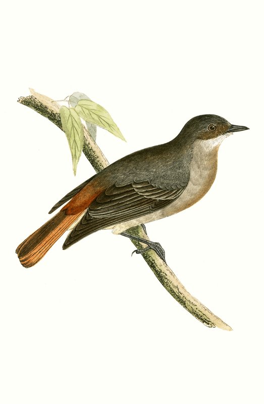Grey Redstart，来自&39;不列颠群岛未观察到的欧洲鸟类历史&39;的插图作者：Charles Robert Bree（1811-86），1867年出版 作者 英语学校