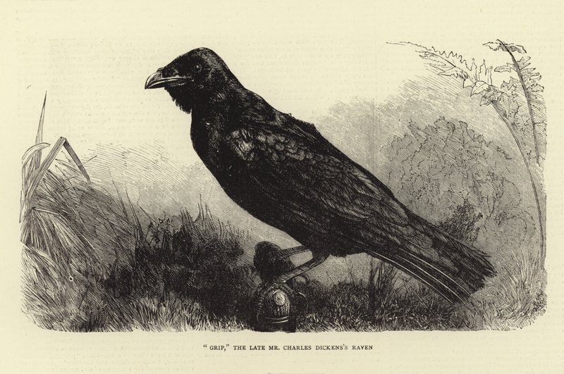 Grip，已故的Charles Dickens Raven 作者 英语学校