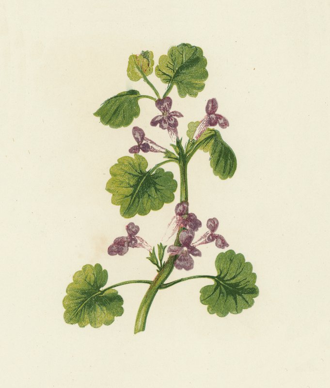 常春藤，Glechoma Hederacea（彩色石版画） 作者 英语学校