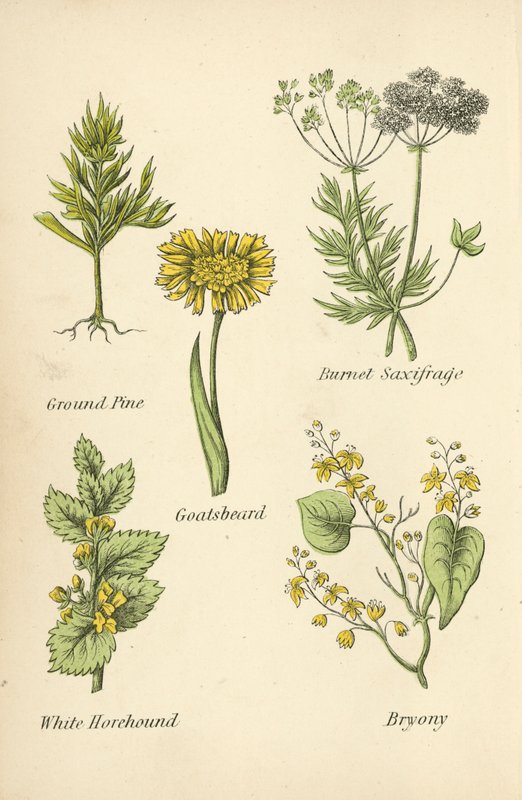 地面松木，柏奈特虎耳草，山羊胡子，白苦薄荷，黑莓 作者 英语学校
