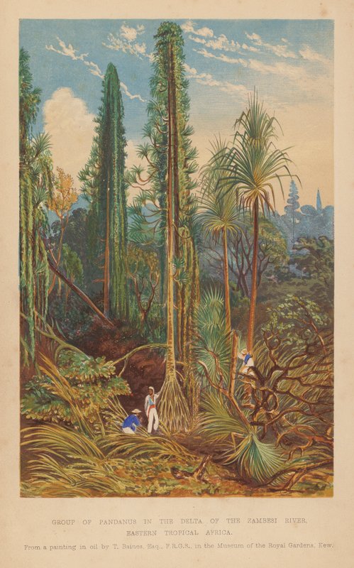 热带非洲东部赞比西河三角洲的露兜树群（彩色石版画） 作者 英语学校