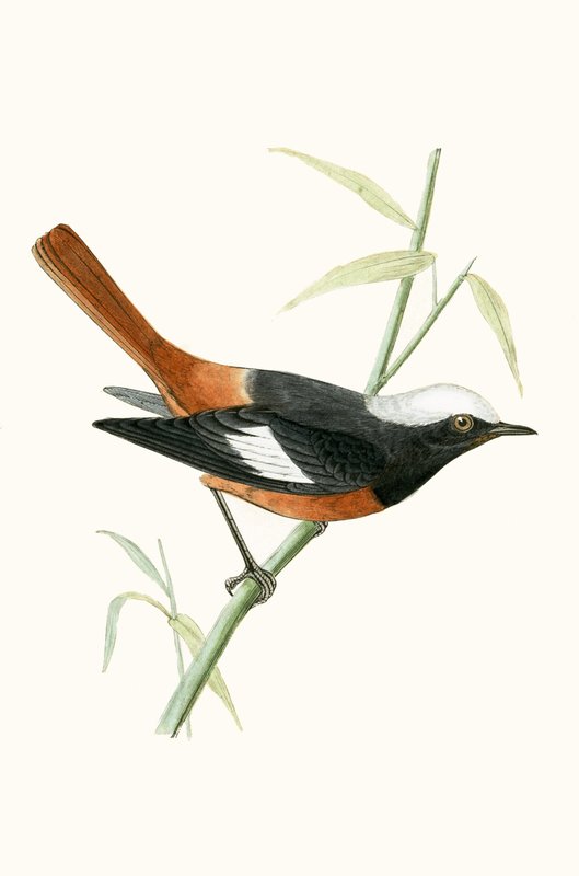 Guldenstadt的Redstart，来自查尔斯·罗伯特·布里（1811-86）的“不列颠群岛未观察到的欧洲鸟类历史”，1867年出版 作者 英语学校