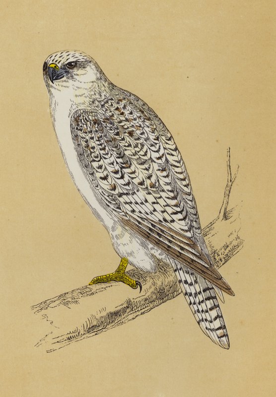 Gyr-Falcon（彩色印刷）。 作者 英语学校
