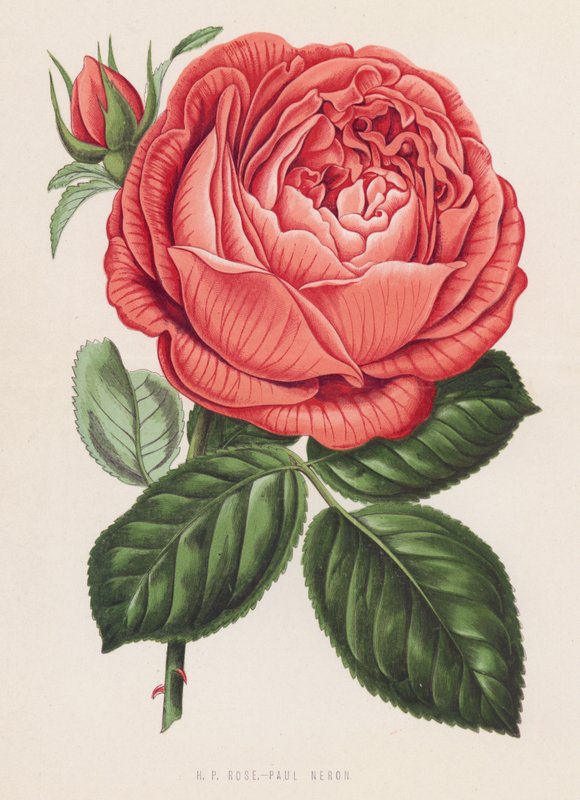 H P Rose、Paul Neron（彩色石版印刷） 作者 英语学校