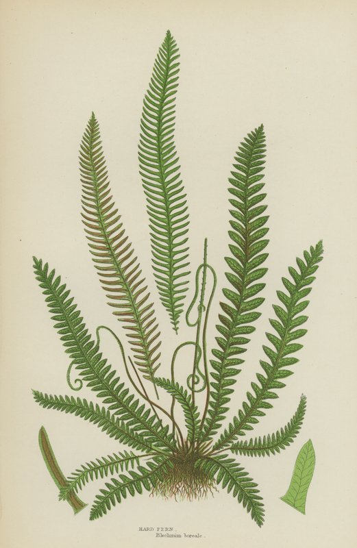 硬蕨类植物（彩色印刷） 作者 英语学校