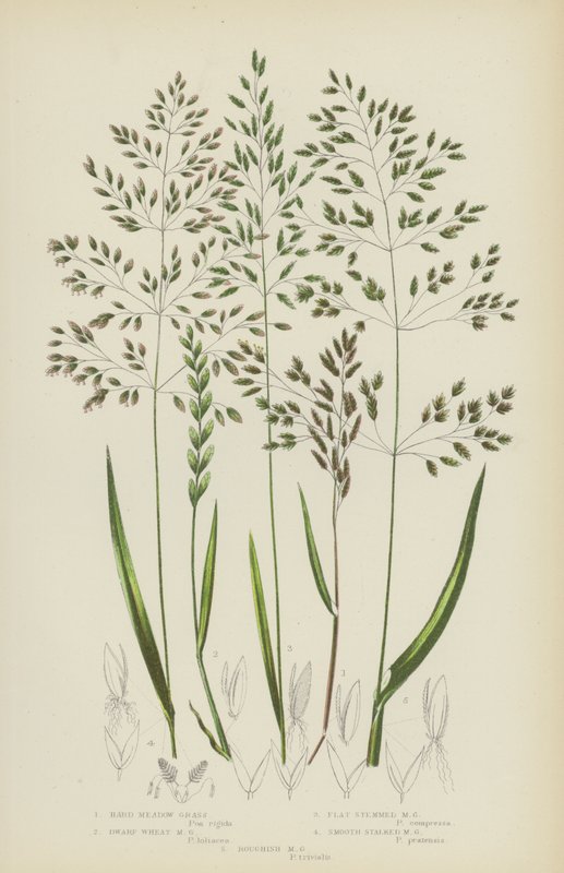 硬草甸草、矮小麦草甸草、平梗草甸草、光滑草甸草……（彩色石版画） 作者 英语学校