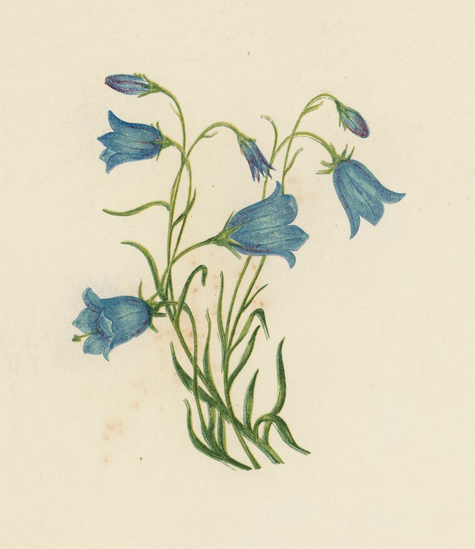 兔铃，Campanula Rotundifolia（彩色平版）。 作者 英语学校