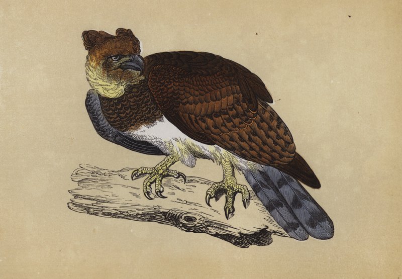 Harpy Eagle（彩色石版画） 作者 英语学校