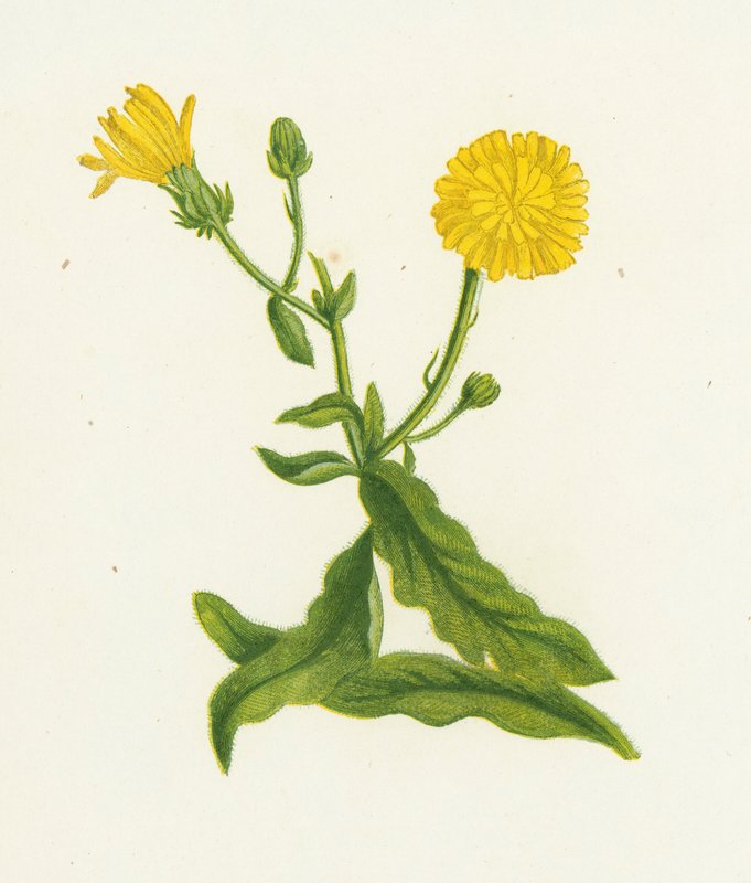 Hawkweed Picris，Picris Hieracioides 作者 英语学校