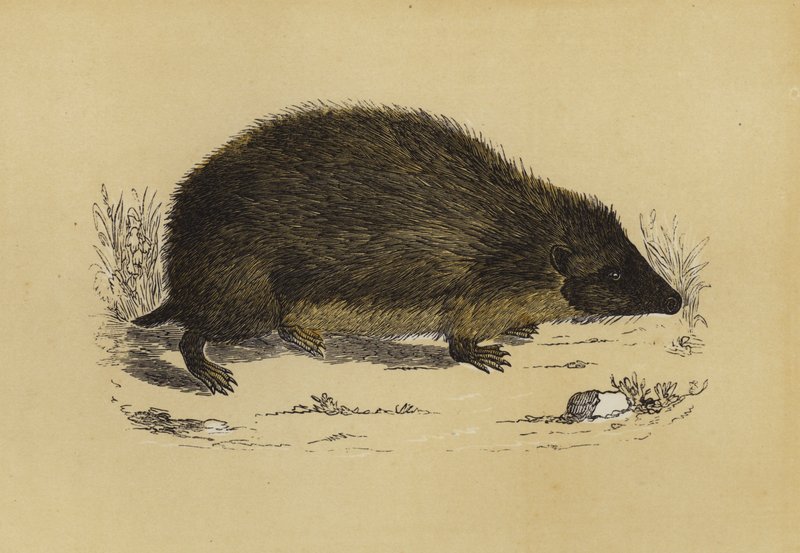 Hedge-Hog（彩色石版画） 作者 英语学校